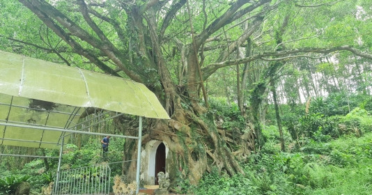 Ngôi miếu cổ nằm trong lòng gốc cây hàng trăm tuổi ở miền Trung, bị bỏ hoang nhưng bất ngờ được hàng nghìn người tới chiêm bái vì quá linh thiêng