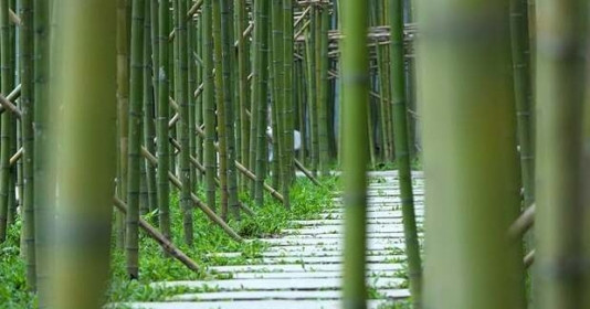 Chiêm ngưỡng rừng trúc thu nhỏ nằm giữa lòng Hà Nội với hàng nghìn cây trúc cao 3-5m trồng xen kẽ nhau