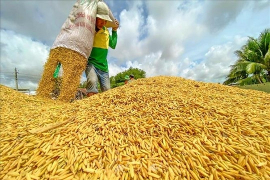Bộ trưởng Nguyễn Hồng Diên: “Hiện tượng thương lái bỏ kèo thu mua lúa là thật”