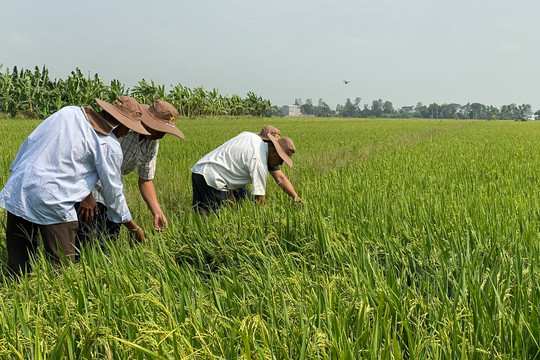 Vì sao giá lúa gạo giảm?