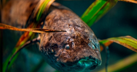 Loại cá duy nhất có thể sống vài năm mà không cần ăn uống: Đã tồn tại 390 triệu năm trên Trái Đất với cơ chế 'ngủ hè' đặc biệt