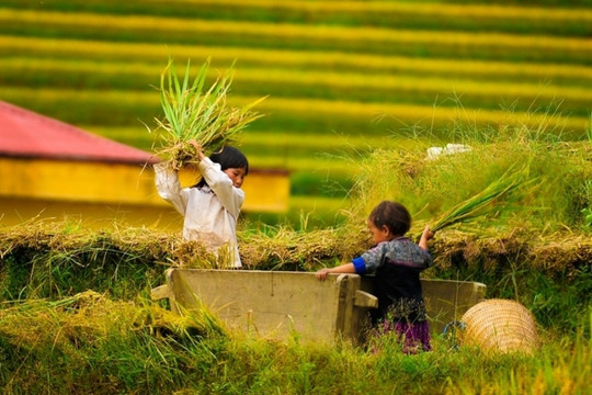 Tập đoàn gạo lớn nhất Australia muốn mở rộng đầu tư - doanh nghiệp, nông dân Việt 'gặp thời'