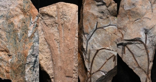 Bất ngờ phát hiện rừng hóa thạch cổ nhất hành tinh đã xuất hiện từ 390 triệu năm trước