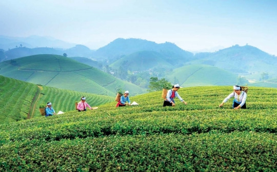 Tỉnh là 'đệ nhất danh trà' sắp lên thành phố trực thuộc Trung ương, hút hơn 11 tỷ USD từ vốn ngoại