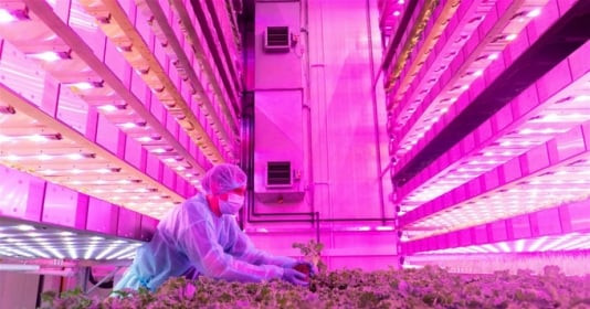 Trang trại rau rộng 31.000m2 lớn nhất thế giới: Khay trồng rau chồng lên thành các tháp, cho thu hoạch hơn 1 triệu kg rau xanh sạch mỗi năm
