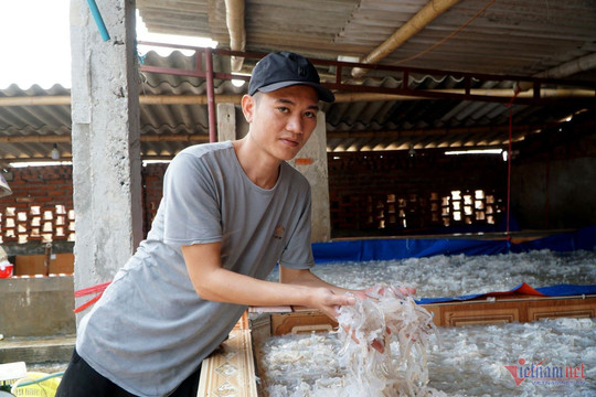 Vào mùa thu hoạch 'vàng trắng', ngư dân Thanh Hoá thu tiền triệu mỗi ngày