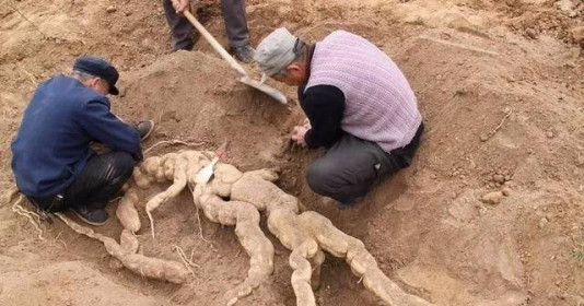 Lão nông đào được củ nhân sâm gần 100kg gây chấn động cả vùng, chuyên gia đến thẩm định: Báu vật này hàng trăm năm tuổi!