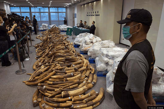 Triệt phá băng nhóm buôn lậu hơn 20 tấn ngà voi bằng đường biển, 2 kẻ cầm đầu buộc nhận án chung thân