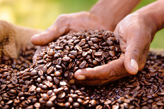 Cơn sốt giá cà phê: Cả thế giới săn mua chỉ sau vàng ròng và dầu