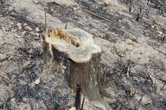 Bắc Giang chỉ đạo nóng sau vụ 10ha rừng tự nhiên bị chặt phá