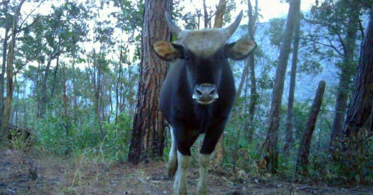 Phát hiện nhiều cá thể bò tót quý hiếm tại Vườn quốc gia Phước Bình