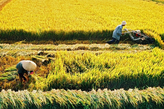 Bộ Nông nghiệp muốn vay 9.000 tỷ đồng để làm 1 triệu ha lúa phát thải thấp
