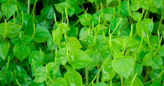 Loại rau có thể kích hoạt gen ‘trường thọ’, phòng chống ung thư và chữa bệnh tiểu đường hiệu quả, được thế giới ca ngợi: Mọc hoang đầy ở Việt Nam
