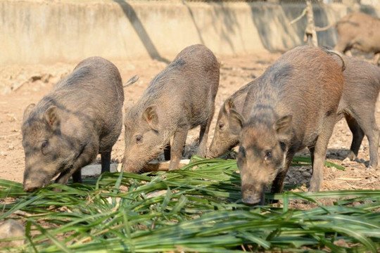 Bí thư đoàn thôn làm giàu từ mô hình nuôi lợn rừng ở Hà Tĩnh