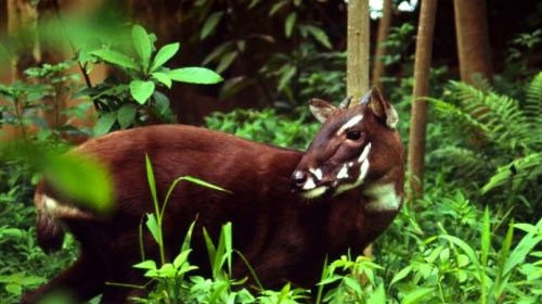 Bất ngờ phát hiện loài thú được xếp hạng ở mức cực kỳ nguy cấp trong Sách đỏ của IUCN tại Việt Nam
