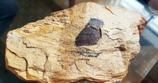 Loại gỗ hàng triệu năm cứng ngang với mã não, có cây giá hơn 600 tỷ đồng, ở Việt Nam cũng tìm thấy đoạn nặng gần 8 tấn