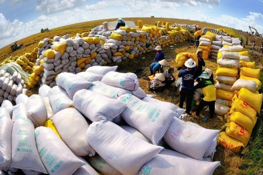 220.000 tấn gạo dự trữ quốc gia cần tìm nhà thầu