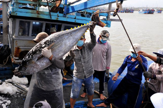 Gỡ cảnh báo “Thẻ vàng” của Ủy ban châu Âu gắn với phát triển bền vững kinh tế biển, bảo đảm quốc phòng an ninh trên địa bàn tỉnh Phú Yên
