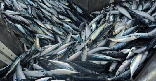 Loại cá giàu Omega-3 hơn cả cá hồi nhưng giá rẻ hơn nhiều, ngăn ngừa cả ung thư, bán sẵn ở chợ Việt