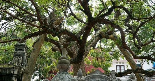 Về thăm cây nhãn tiến vua hơn 300 tuổi ở thủ phủ nhãn lồng, được công nhận là cây nhãn tổ đầu tiên tại Việt Nam