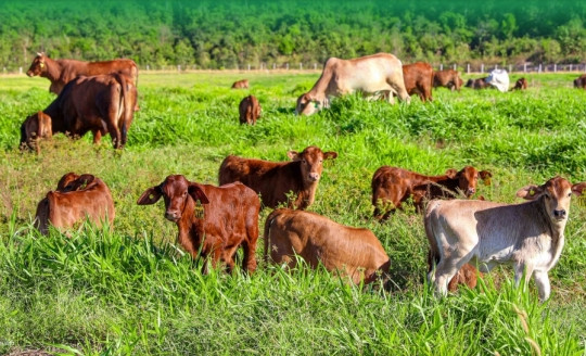 HAGL Agrico (HNG) tiết lộ thời điểm bắt đầu hái ‘trái ngọt’ từ mảng chăn nuôi bò