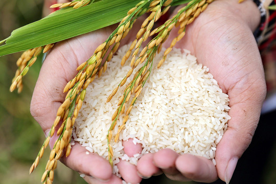 Nông dân được gì khi trồng lúa giảm phát thải carbon?