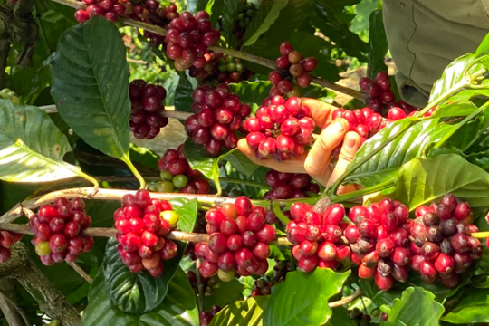 Giá cà phê tiếp đà lao dốc, ‘bốc hơi’ gần 40.000 đồng/kg