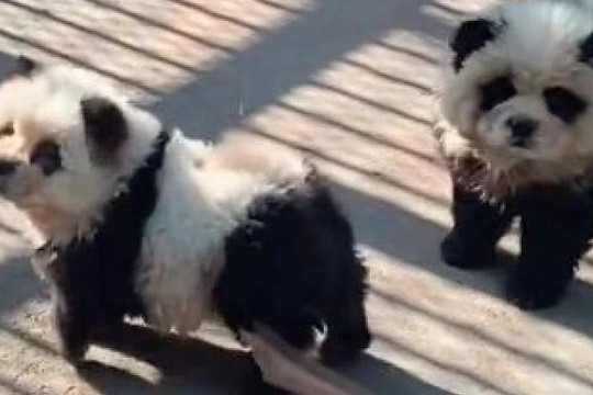 Vườn thú Trung Quốc dùng chó giả gấu trúc câu khách gây phẫn nộ