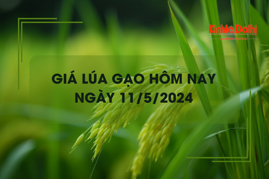 Giá lúa gạo hôm nay 11/5/2024: giá lúa tăng nhẹ