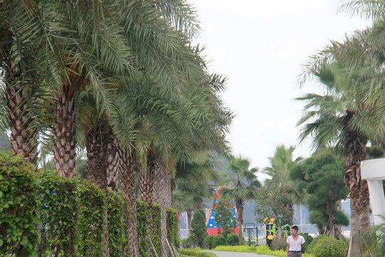 Quảng Ninh rà soát các dự án cây xanh liên quan đến Công ty Công Minh
