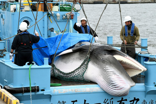 Nhật Bản cho phép đánh bắt cá voi vây vì mục đích thương mại