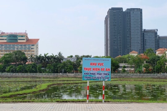 Hà Nội: nỗ lực khôi phục vùng sen bách diệp