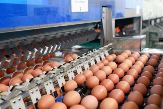 Ngân hàng lại hạ giá nhà máy sản xuất trứng gà sạch của nữ đại gia một thời