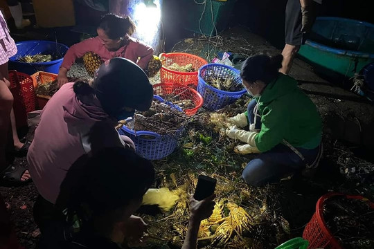Phú Yên: 25 tấn tôm hùm xanh chết nghi do nắng nóng kết hợp mưa dông