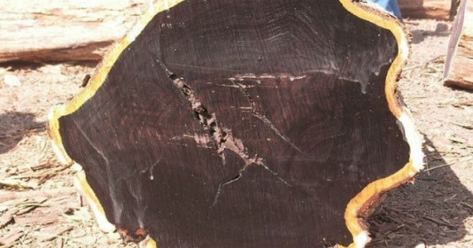 Loại gỗ đen siêu hiếm trên thế giới, giá 300 triệu đồng/m3 vẫn ‘cháy hàng’, mất hơn 2 đời người cây mới trưởng thành