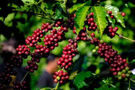 Giá cà phê hôm nay 25/5: 2 sàn cùng tăng, trong nước hướng tới 120.000 đồng/kg