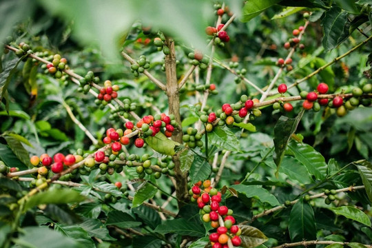Giá cà phê hôm nay 26/5: nguyên nhân cà phê tăng tới 11.000 đồng/kg trong tuần