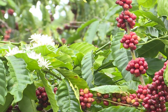 Giá cà phê hôm nay 27/5: sản lượng Việt Nam thấp kỷ lục, dự báo tăng tiếp