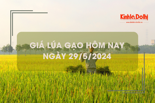 Giá lúa gạo hôm nay 29/5/2024: giá lúa đồng loạt giảm mạnh