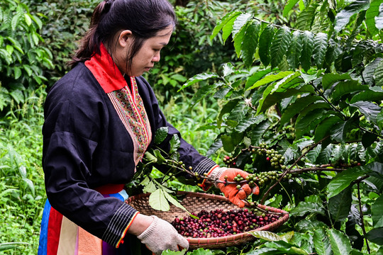 Toàn cầu vẫn trông vào Việt Nam, giá cà phê trở lại 'đường đua'