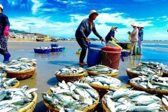 Giá cá tra khởi sắc, cổ phiếu Nam Việt (ANV) ‘rộng cửa’ tăng giá