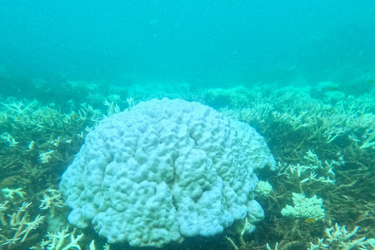 San hô rực rỡ ở Côn Đảo bị tẩy trắng hàng loạt, cơ quan quản lý nói gì?