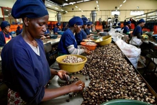 Đối tác châu Phi 'lật kèo' đòi tăng giá nguyên liệu, doanh nghiệp điều Việt Nam lao đao