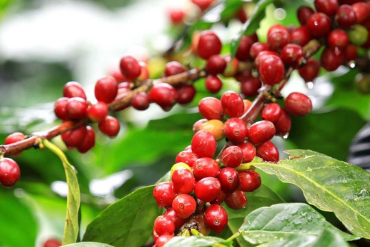 Giá cà phê hôm nay 2/6: Robusta tăng 600 USD, trong nước thêm đến 15.000 đồng/kg