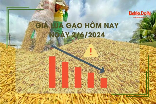 Giá lúa gạo hôm nay 2/6/2024: giá gạo giảm, giá lúa chững