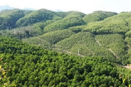 Luật Đất đai 2024 quy định thế nào về đối tượng được giao đất rừng phòng hộ để quản lý?