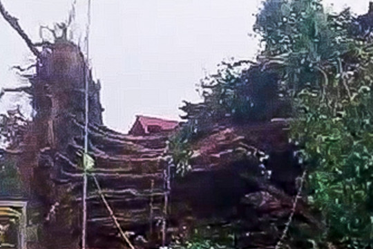 Gió to quật đổ cây bồ đề di sản 300 năm tuổi ở Hải Dương