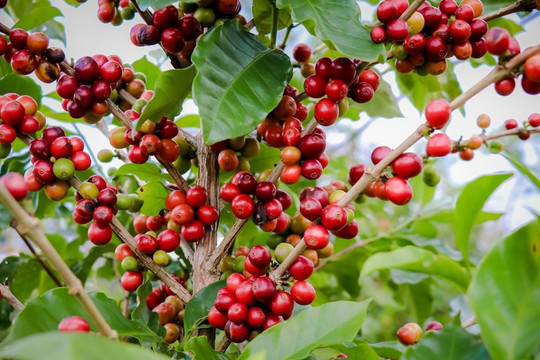 Giá cà phê hôm nay 6/6: Robusta tiếp tục tăng mạnh, trong nước gần 130.000 đồng/kg