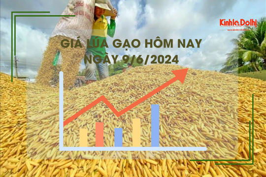 Giá lúa gạo hôm nay 9/6/2024: giá gạo tiếp đà tăng nhẹ