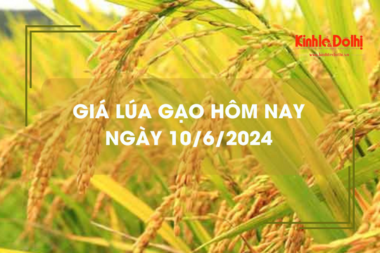 Giá lúa gạo hôm nay 10/6/2024: giá lúa dao động 7.400 - 8.000 đồng/kg